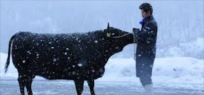 【山形県尾花沢市】雪降り和牛